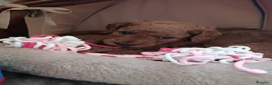 Labradoodle 4