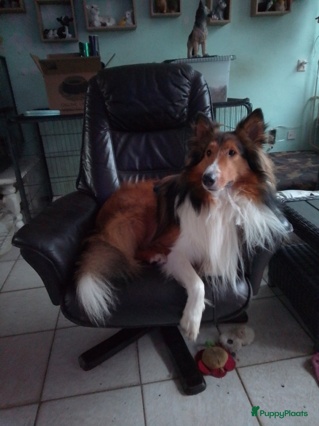 Schotse Herdershond langhaar honden ter dekking: DEKREU SCHOTSE COLLIE in Helmond - Advertentie 4