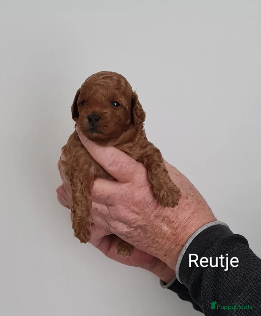 Dwergpoedel honden te koop: Rode dwerpoedels in Helmond - Advertentie 8