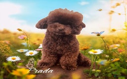Poedel Toy honden ter dekking: Toy poedel | 26cm | FCI | volledig getest - Afbeelding 3