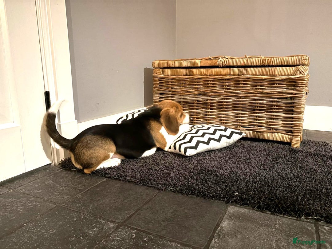 Beagle honden te koop: Beagle pup teef  - Advertentie 8