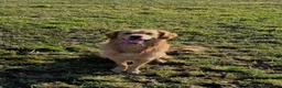 Golden Retriever honden te koop: Mooie Golden Retriever pups | Raszuiver | 4 weken - Advertentie 3