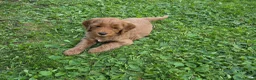 Kruising honden te koop: Labradoodle  in Boskoop - Advertentie 4