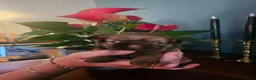 Shih Tzu honden te koop: Shihi tzu - Advertentie 4