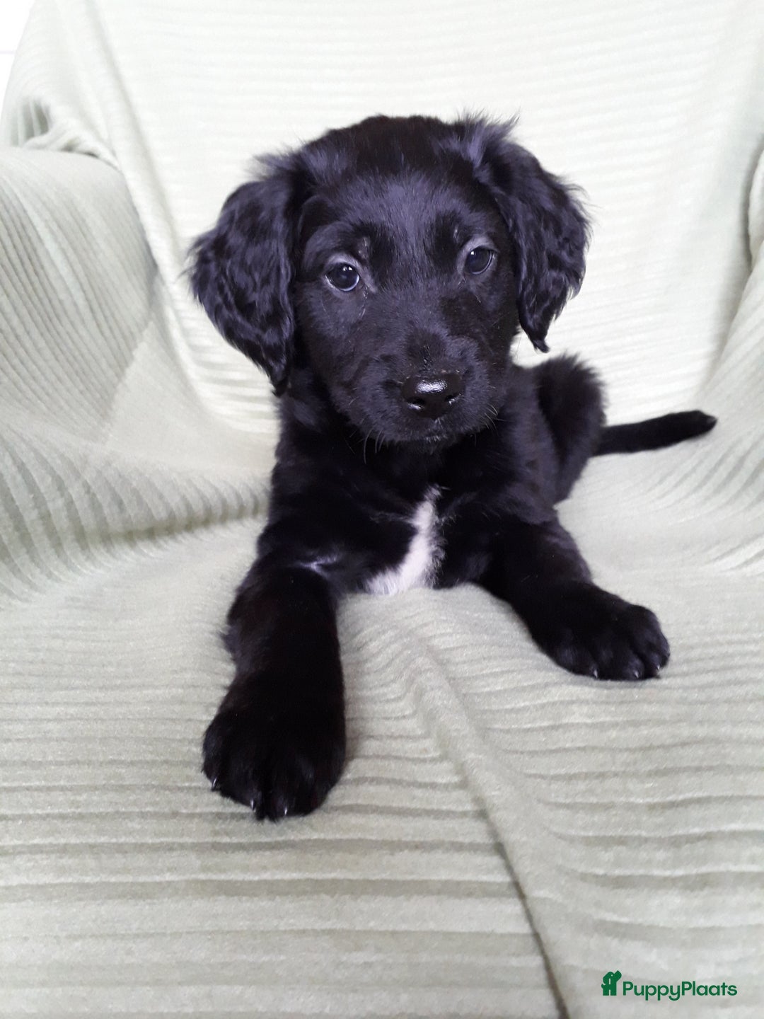 Kruising honden te koop: Leuke en lieve kruising pups(1 reutje beschikbaar) - Advertentie 2