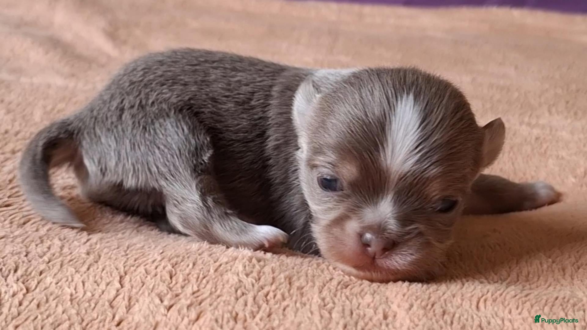 Chihuahua honden te koop: Lilac chihuahua pups - Advertentie 6