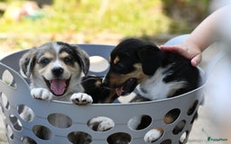 Australian Shepherd honden te koop: Australian Shepherd x Kelpie Pups in Maashees - Afbeelding 14