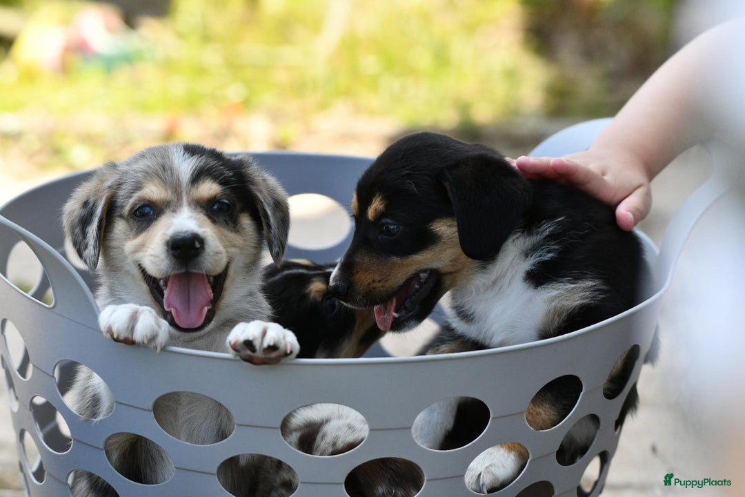 Australian Shepherd honden te koop: Australian Shepherd x Kelpie Pups in Maashees - Afbeelding 14