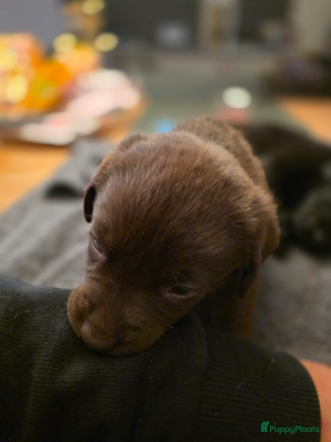 Labrador Retriever honden te koop: 6 mooie en lieve labradorpups - Advertentie 18