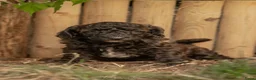 Kruising honden te koop: Dwergpoedel x Boompoo pups  - Advertentie 20
