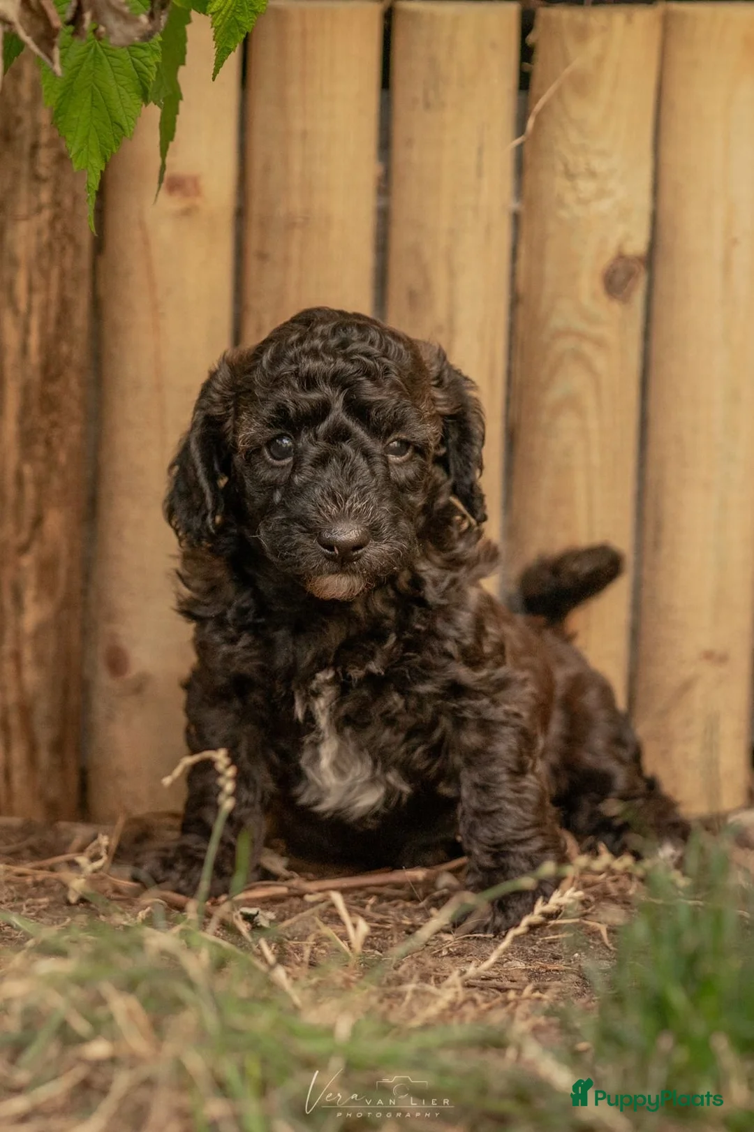 Kruising honden te koop: Dwergpoedel x Boompoo pups  - Advertentie 20