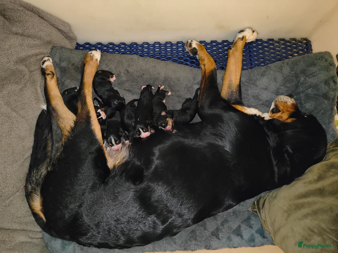 Grote Zwitserse Sennenhond honden te koop: Grote Zwitserse Sennenpups  - Advertentie 6