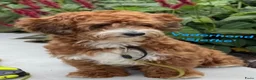 Maltipoo honden te koop: Maltipoo pup  - Advertentie 18