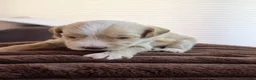 Australian Labradoodle honden te koop: Prachtig nestje Australian Labradoodles  - Advertentie 19