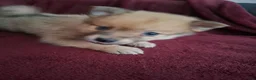 Pomsky honden te koop: 5 pomsky pups - Advertentie 15