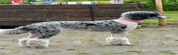 Poedel honden te koop: grote poedel pups - Advertentie 13