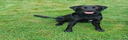 Labrador Retriever honden te koop: Labrador pups - Advertentie 7