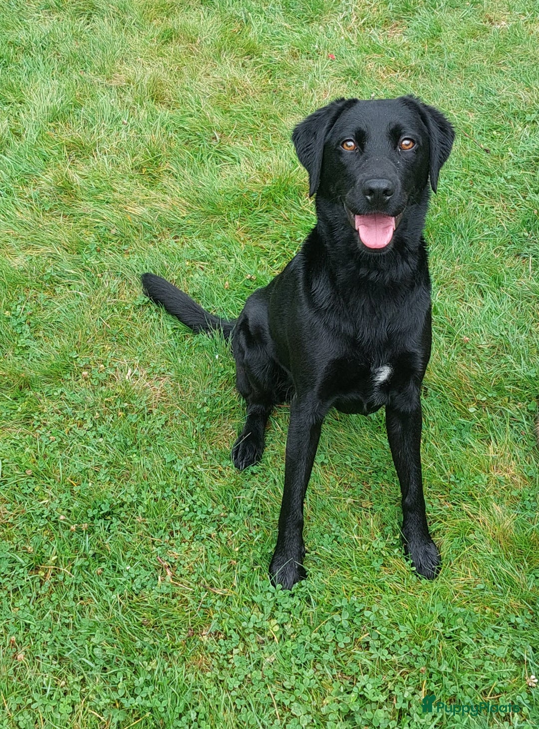Labrador Retriever honden te koop: Labrador pups - Advertentie 7