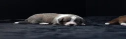 Border Collie honden te koop: Border collie pups met FCI stamboom - Advertentie 12