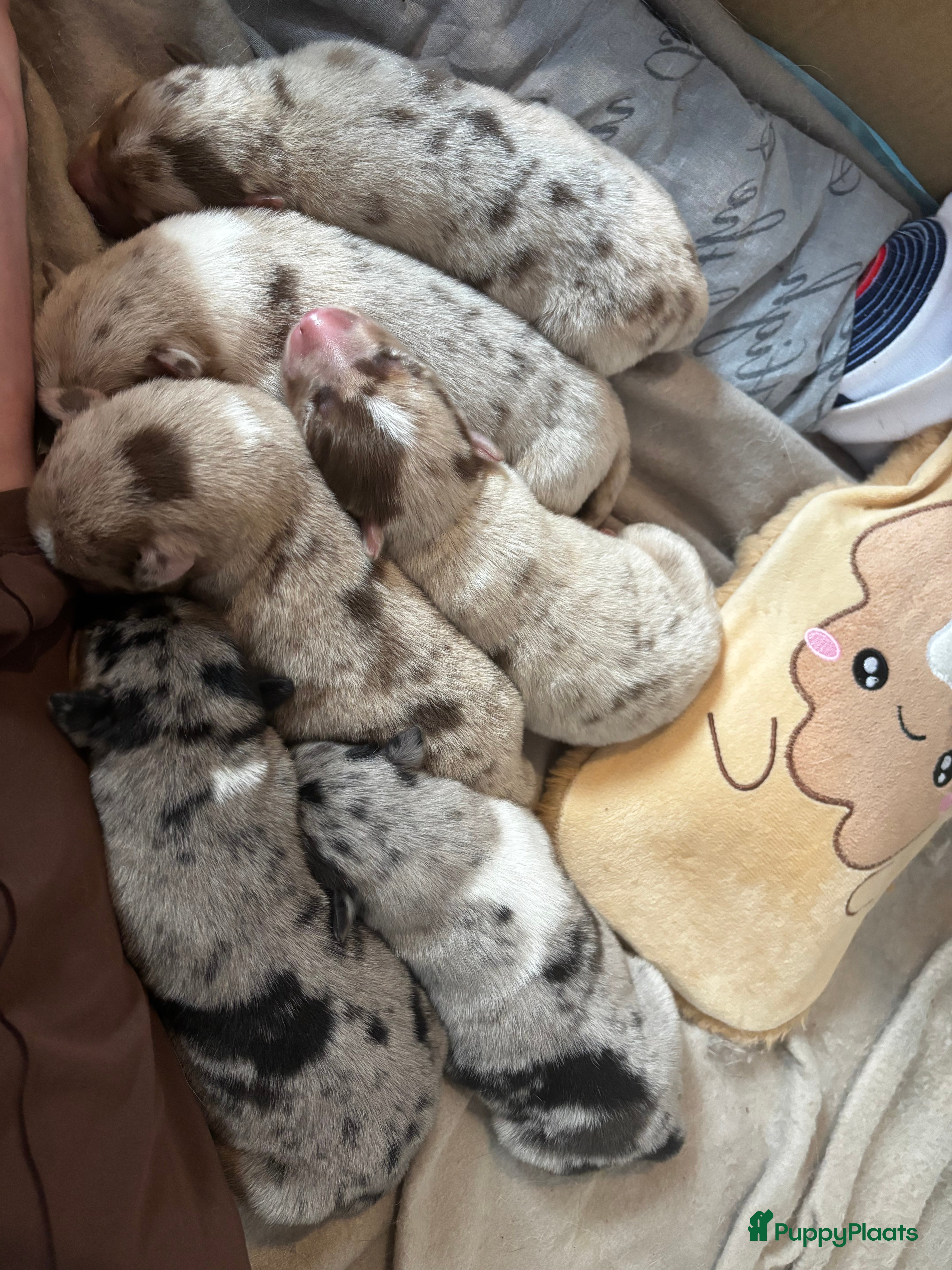 Kruising honden Australische herder x husky pups - Advertentie 2