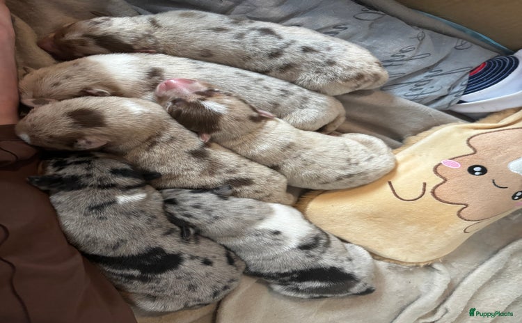 Kruising honden - Advertentie 1