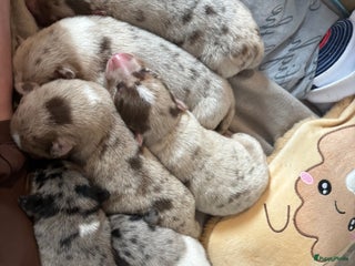 Kruising honden Australische herder x husky pups - Advertentie 3