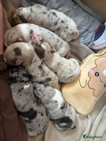 Kruising honden - Advertentie 1