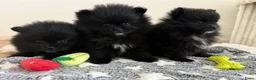 Pomeriaan honden te koop: Mooie kleine zwarte pomeranians/dwergkees pups - Advertentie 6