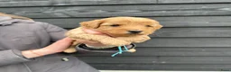 Cockapoo honden te koop: Cockapoo puppy’s  - Advertentie 10
