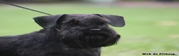 Dwergschnauzer honden te koop: Dwergschnauzer zwart  - Advertentie 3
