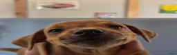 Dwergpinscher honden te koop: Dwergpinschers pups te koop - Advertentie 2