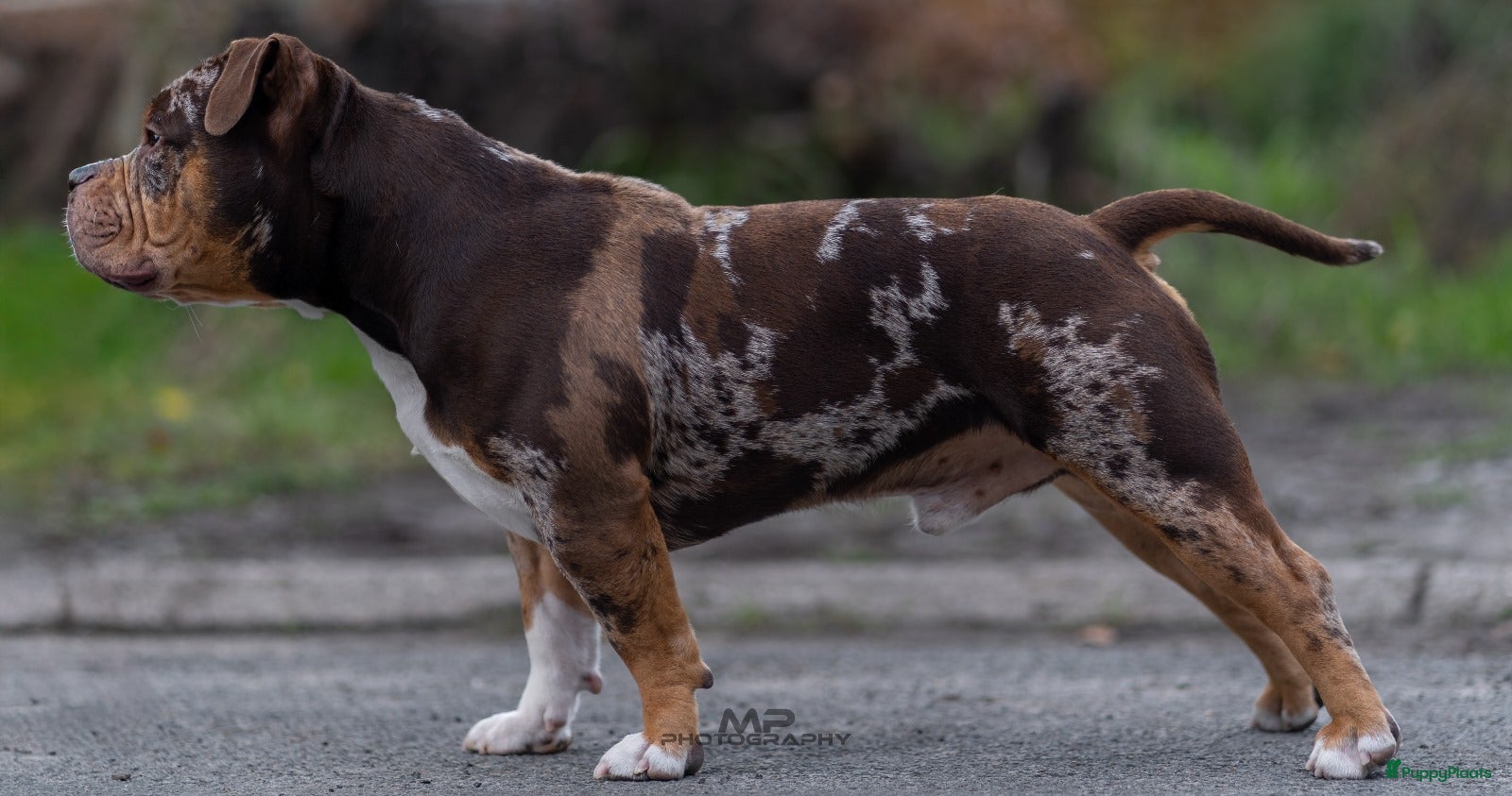 Amerikaanse Bully honden American Bully Dekreu  - Advertentie 2