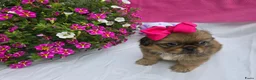 Pekingees honden te koop: Heel mooi Pekinees reutje - Advertentie 31