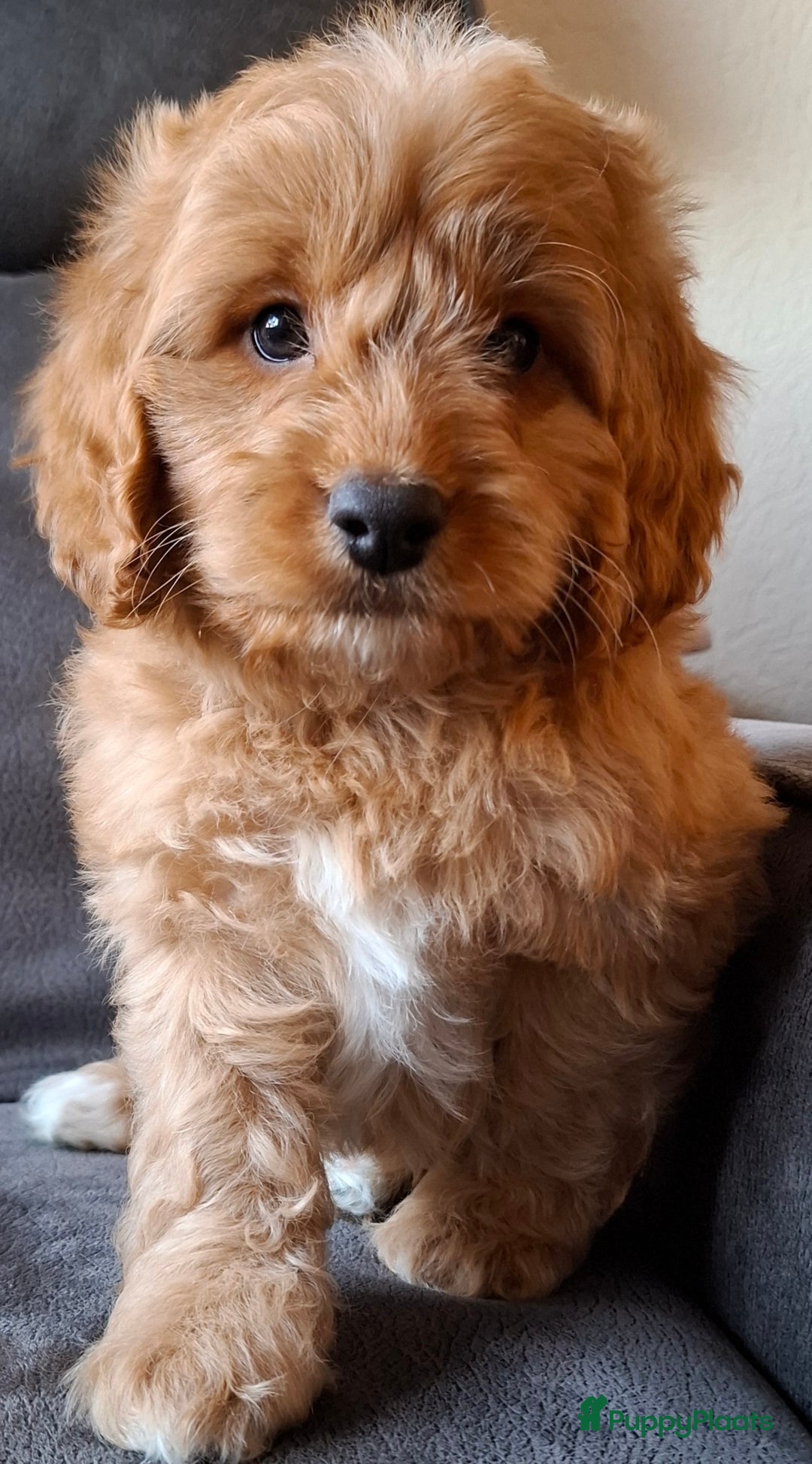 Cockapoo honden te koop: Cockapoo pups  - Advertentie 3