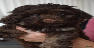 Bolonka Zwetna honden Bolonka zwetna pups met stamboom RaadvanBeheer - Advertentie 5