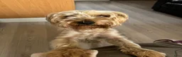 Yorkshire Terriër honden te koop: Yorkshire terrier  in Vlaardingen - Advertentie 2