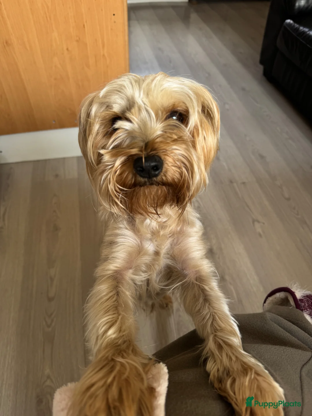 Yorkshire Terriër honden te koop: Yorkshire terrier  in Vlaardingen - Advertentie 2