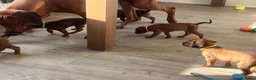 Rhodesian Ridgeback honden te koop: Pups met stamboom Rhodesian Ridgeback  - Advertentie 6