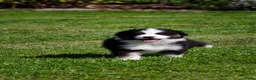 Australian Shepherd honden te koop: Australische herder pups geboren op boerderij (BE) - Advertentie 2