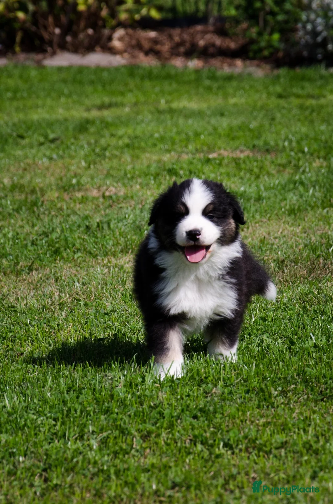 Australian Shepherd honden te koop: Australische herder pups geboren op boerderij (BE) - Advertentie 2