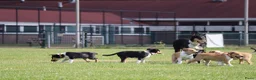 Schotse Herdershond korthaar honden te koop: Nog 2 knappe reuen schotse collie korthaar reuen. - Advertentie 2
