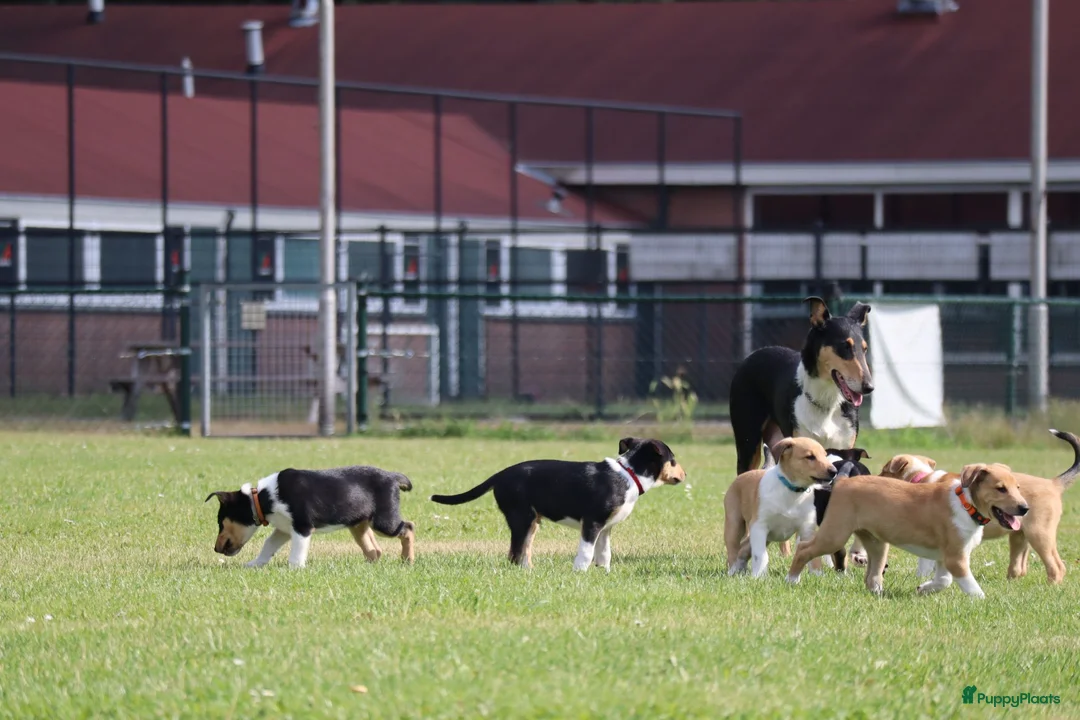 Schotse Herdershond korthaar honden te koop: Nog 2 knappe reuen schotse collie korthaar reuen. - Advertentie 2
