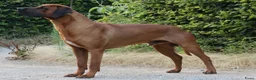 Rhodesian Ridgeback honden te koop: Rhodesian Ridgeback pups met stamboom  in Apeldoorn - Advertentie 22