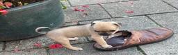Kruising honden te koop: Retro mops mopshond - Advertentie 9
