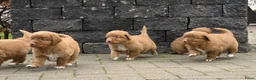 Nova Scotia Duck Tolling Retriever honden te koop: Speelse Nova Scotia Duck Tolling Retriever pups  - Advertentie 3