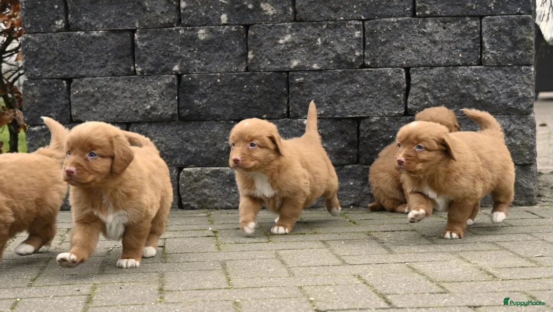 Nova Scotia Duck Tolling Retriever honden te koop: Speelse Nova Scotia Duck Tolling Retriever pups  - Advertentie 3