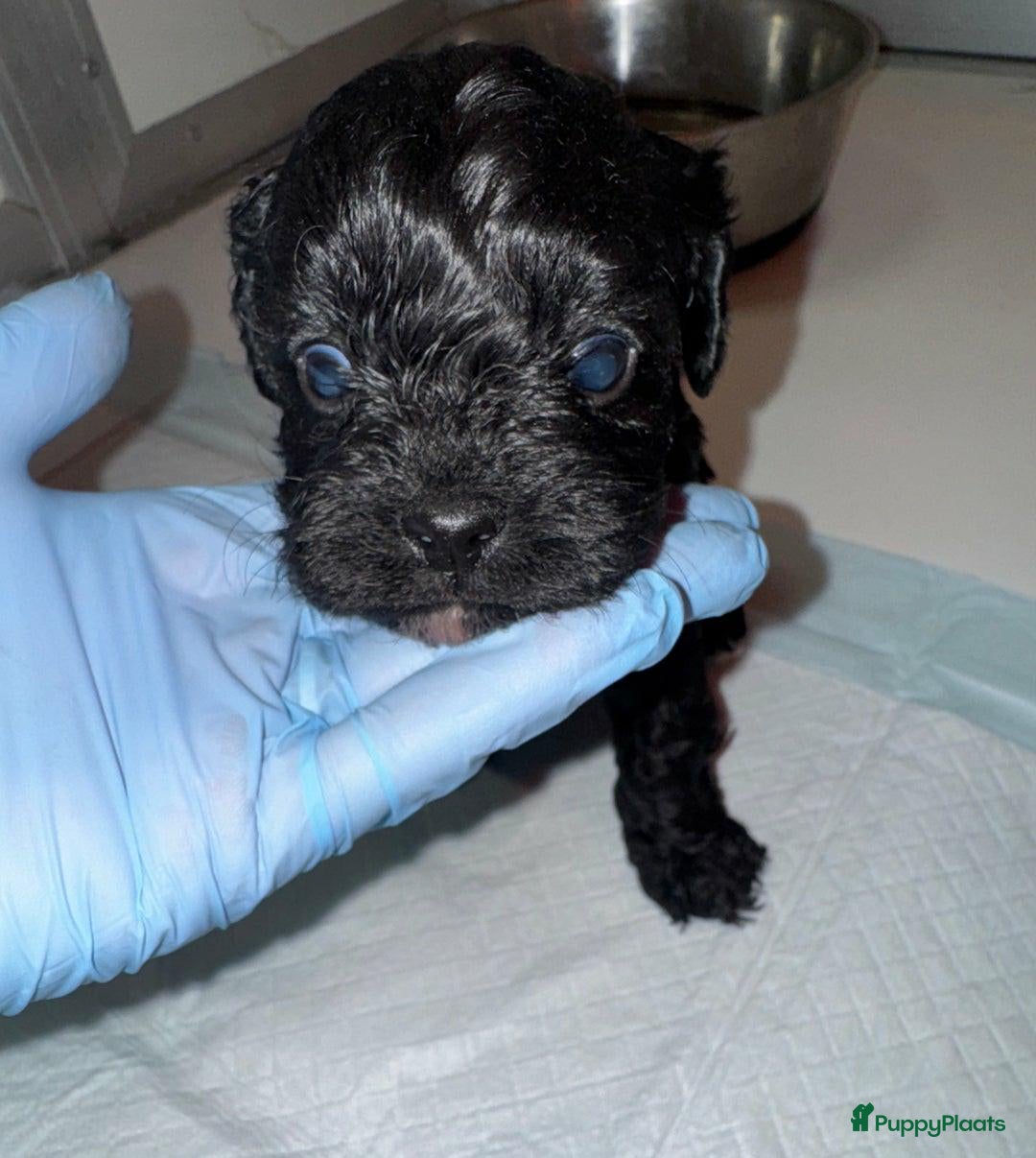 Cavapoo honden te koop: Schattige Cavapoo Puppy’s Klaar - Advertentie 4