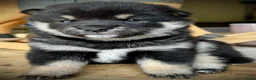 Shiba honden te koop: Black and tan shiba inu teefje - Advertentie 3