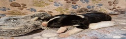 Border Collie honden te koop: Border collie pups - Advertentie 11