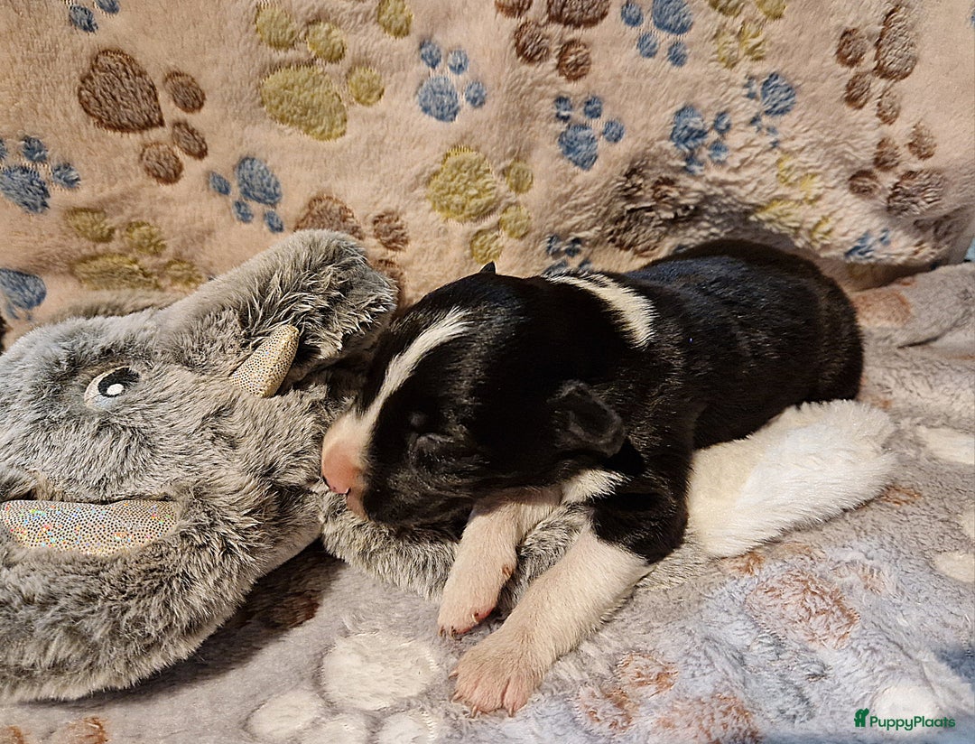 Border Collie honden te koop: Border collie pups - Advertentie 11